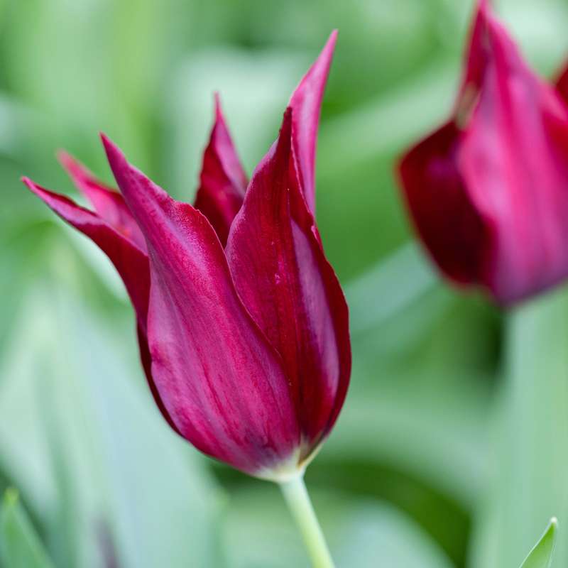 Tulipan 'Sarah Raven'